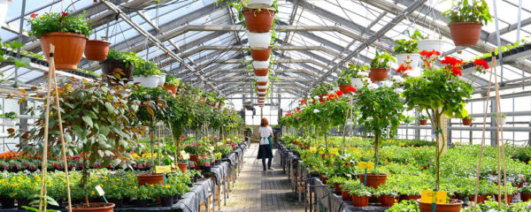 Jardinage pépinière
